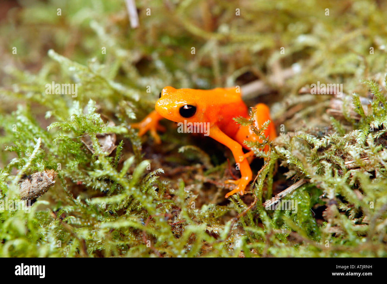 Mantella doré Banque D'Images