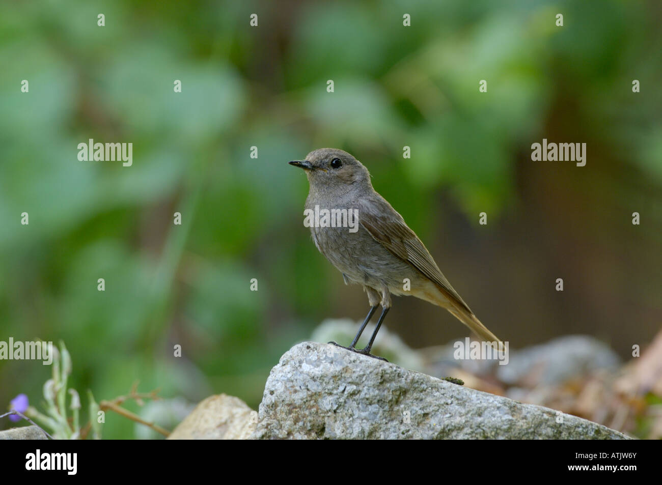 Rougequeue noir Phoenicurus ochruros femme photographiée en France Banque D'Images
