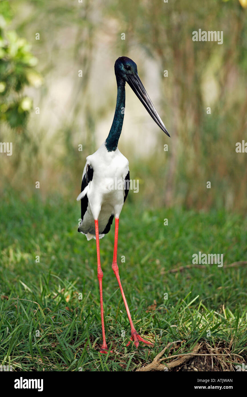 Black-necked Stork Banque D'Images