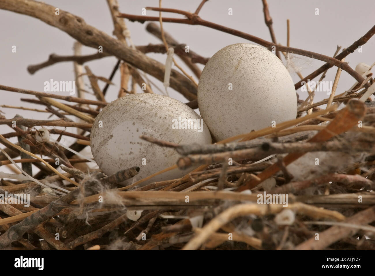 Le Pigeon biset pigeon ou oeufs et nichent dans le sud de la Saskatchewan pittoresque Banque D'Images