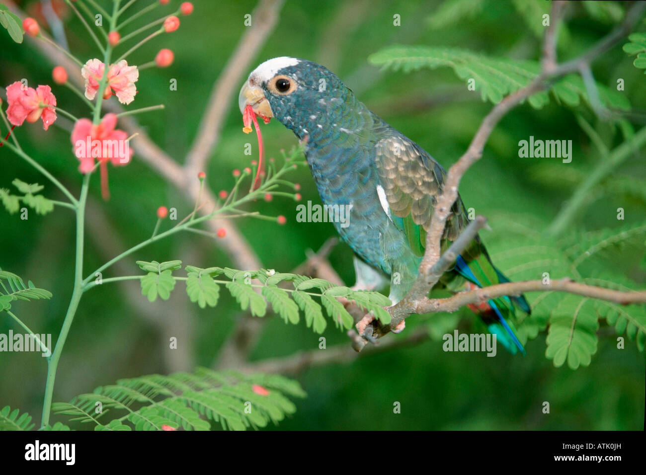 Pionus à couronne blanche Banque D'Images