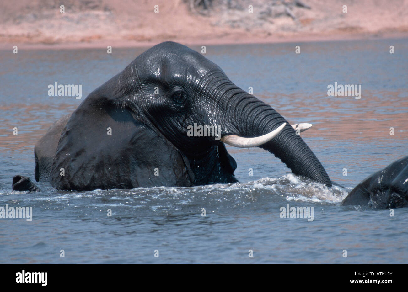 L'éléphant d'Afrique Banque D'Images