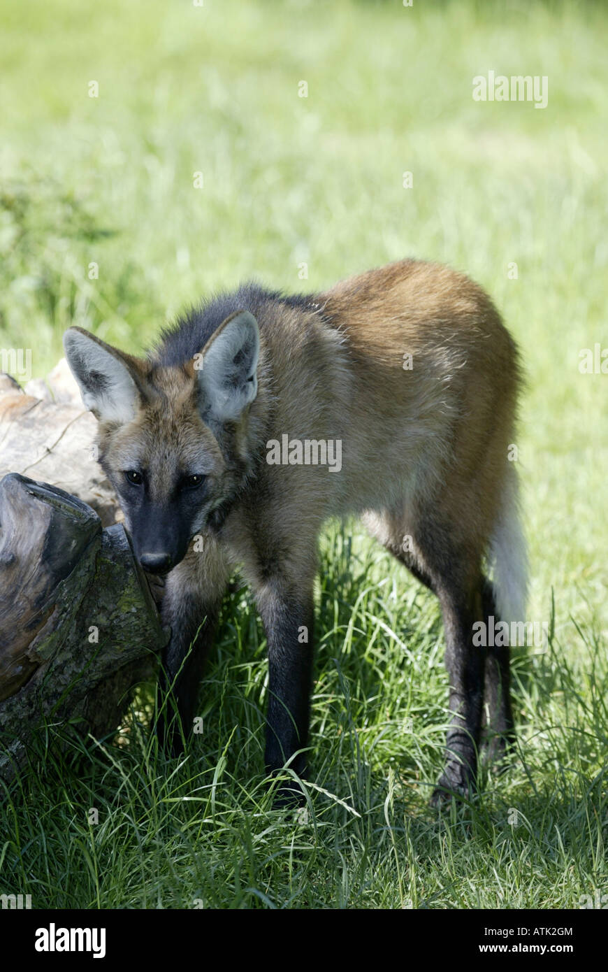 Loup à crinière Banque D'Images