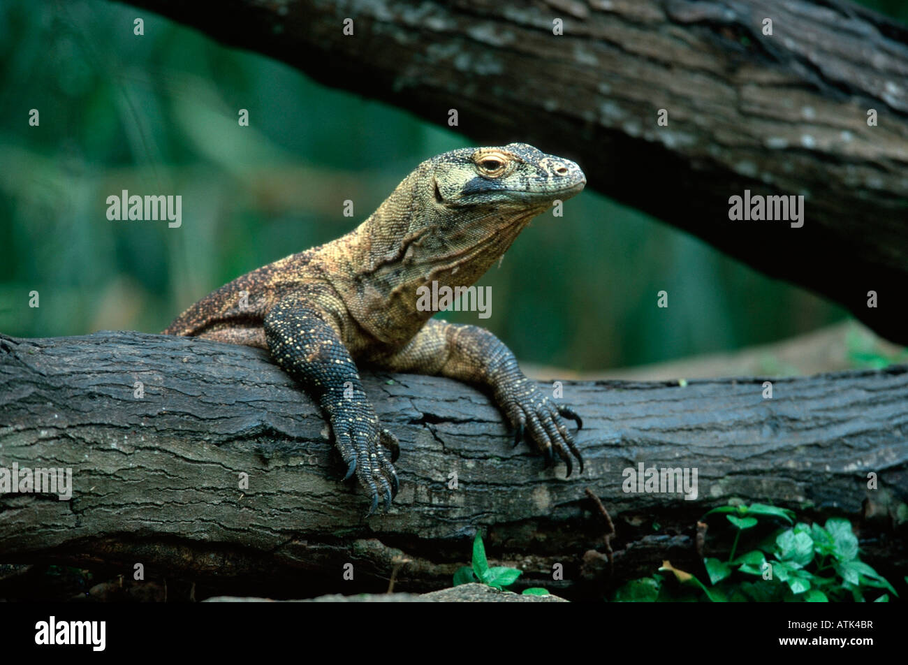 Dragon de Komodo Banque D'Images