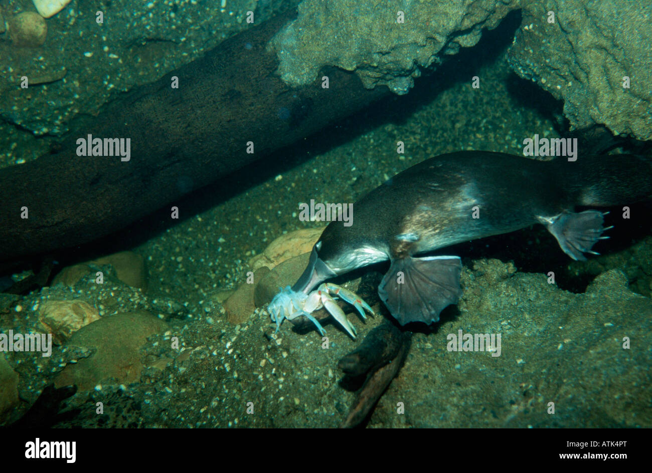 Ornithorynque / Schnabeltier Banque D'Images