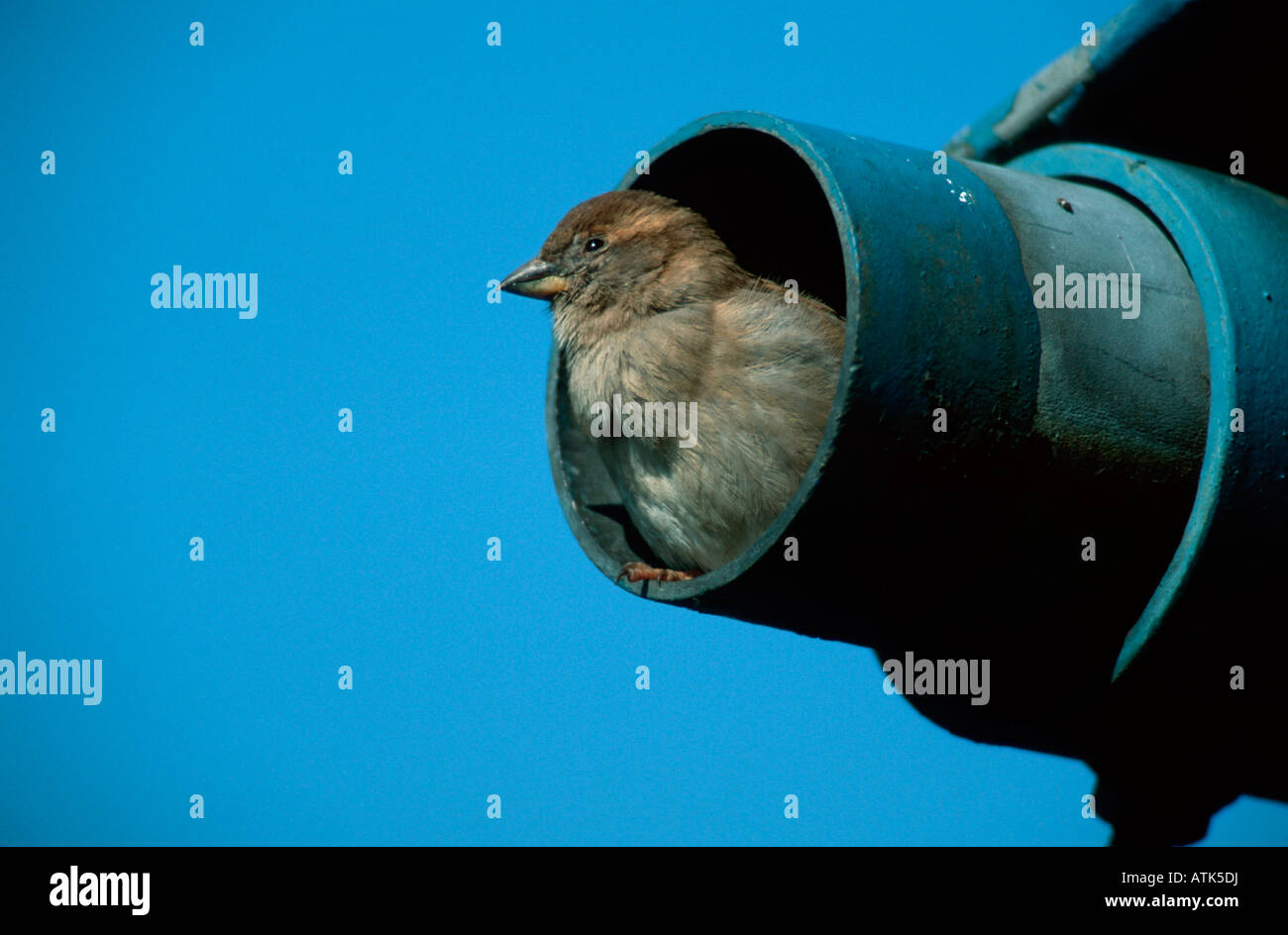 House Sparrow Haussperling / / Spatz Banque D'Images