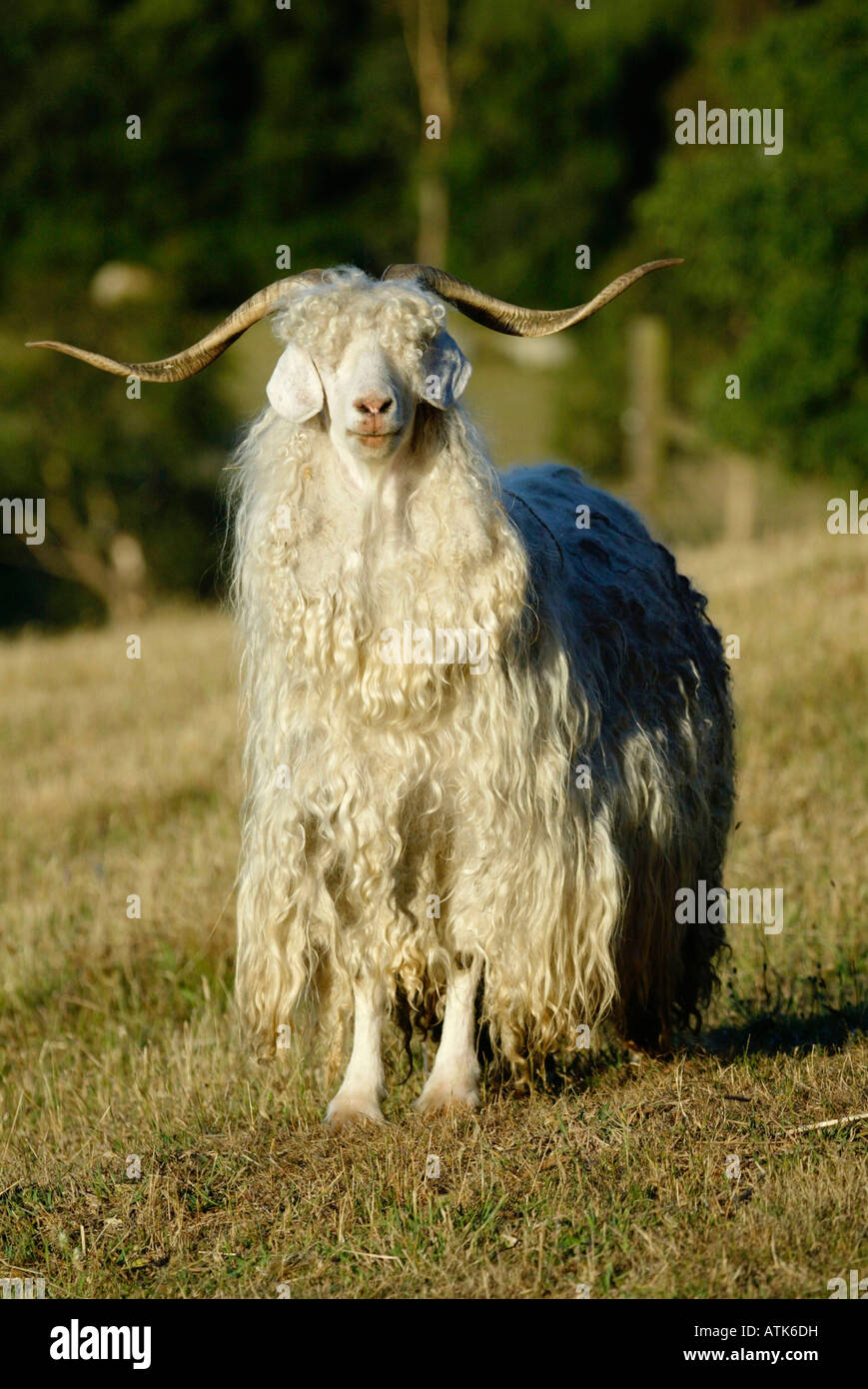 Chèvre domestique / chèvre mohair / Hausziege Angora-Ziege / Banque D'Images