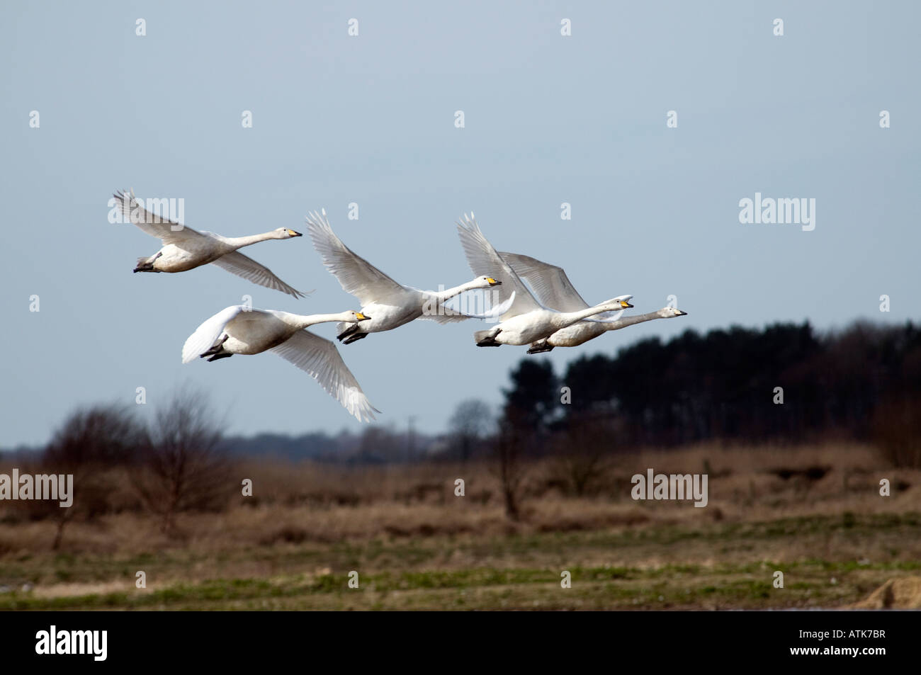 Les cygnes chanteurs en vol Cygnus cygnus Banque D'Images