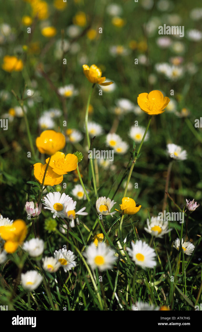 Renoncules et daisys dans wild flower meadow dans le village de Scholes au printemps Yorkshire UK Banque D'Images