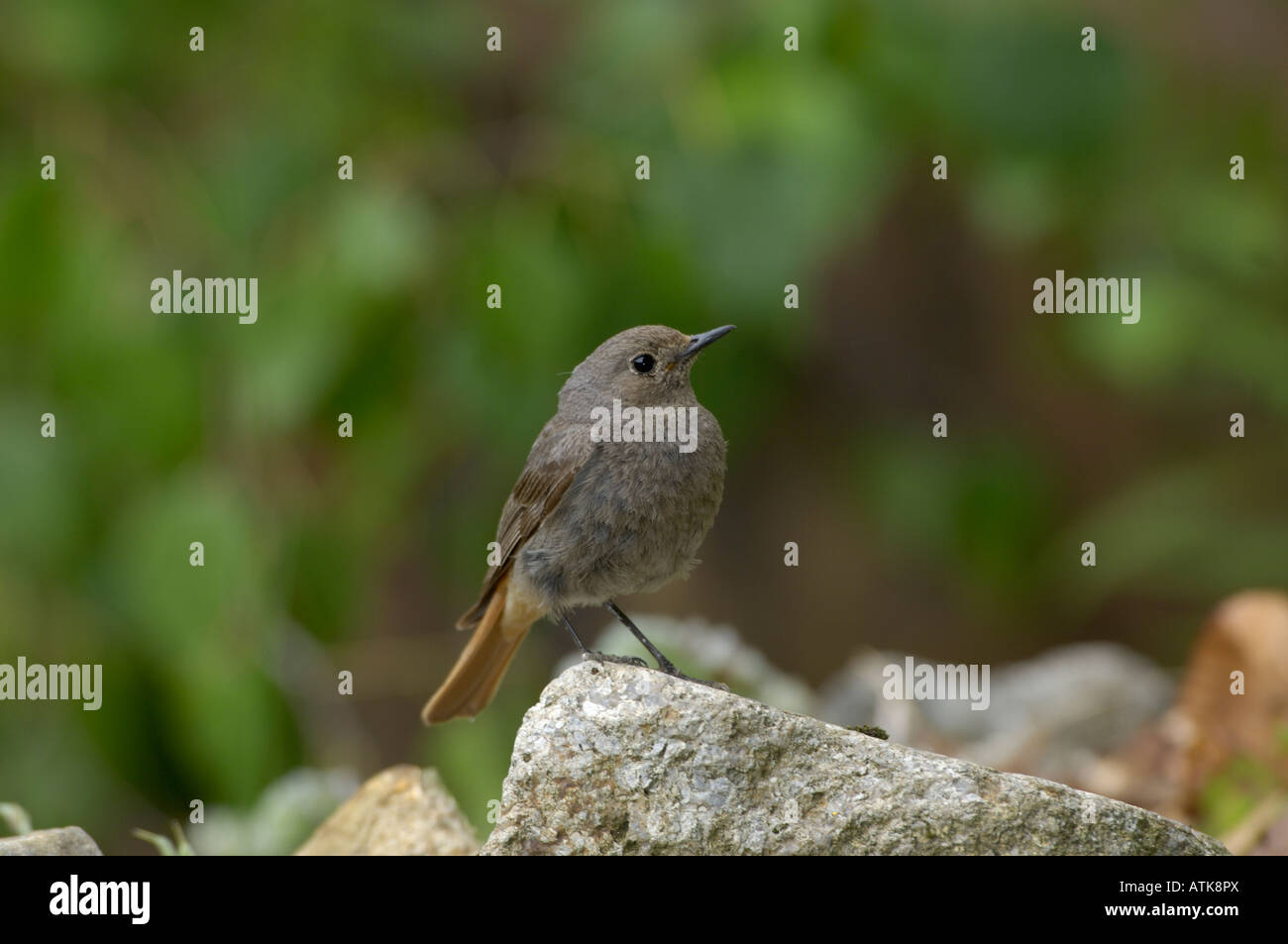 Rougequeue noir Phoenicurus ochruros femme photographiée en France Banque D'Images