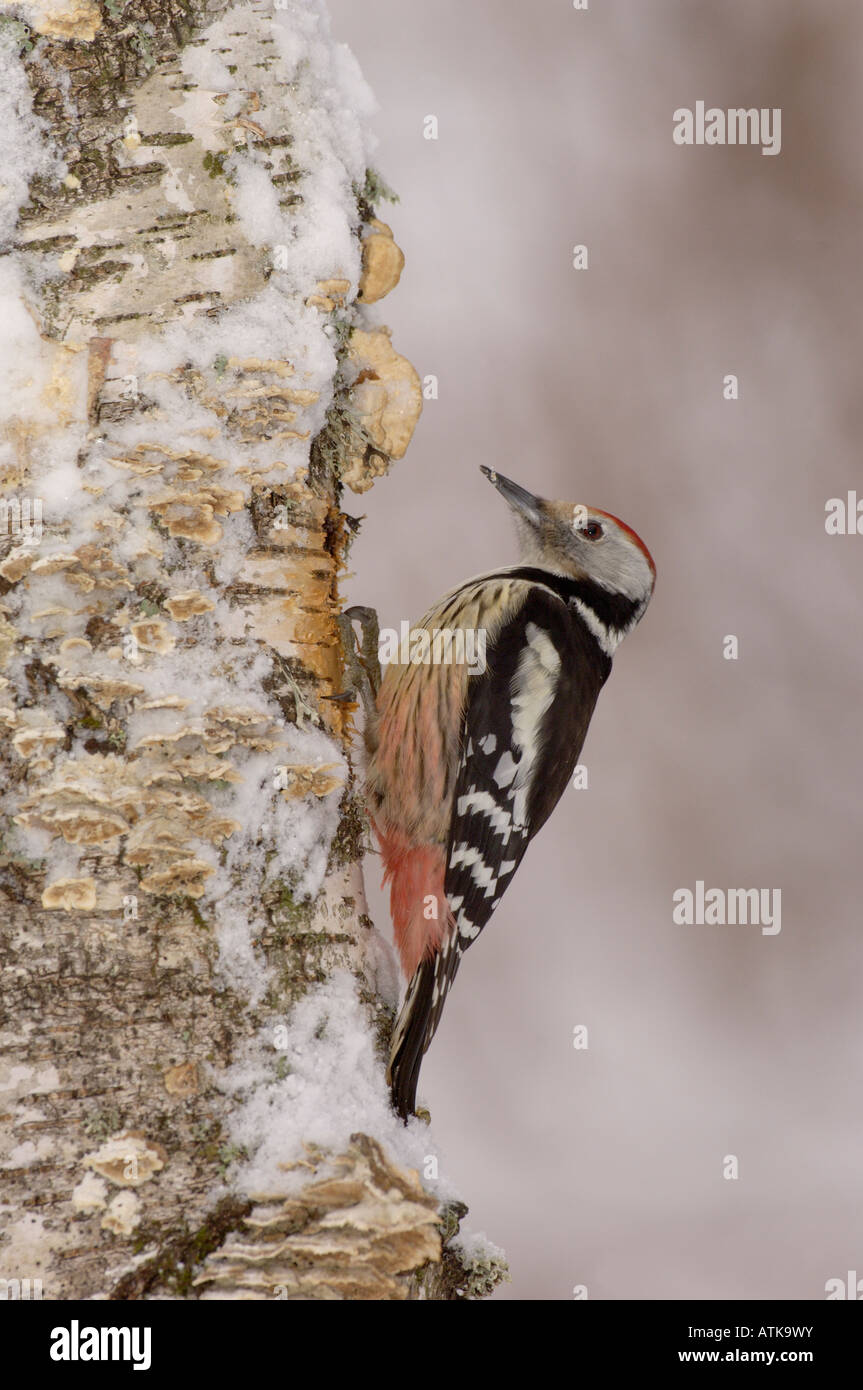 Pic mar Dendrocopus medius dans la neige photographié en France Banque D'Images