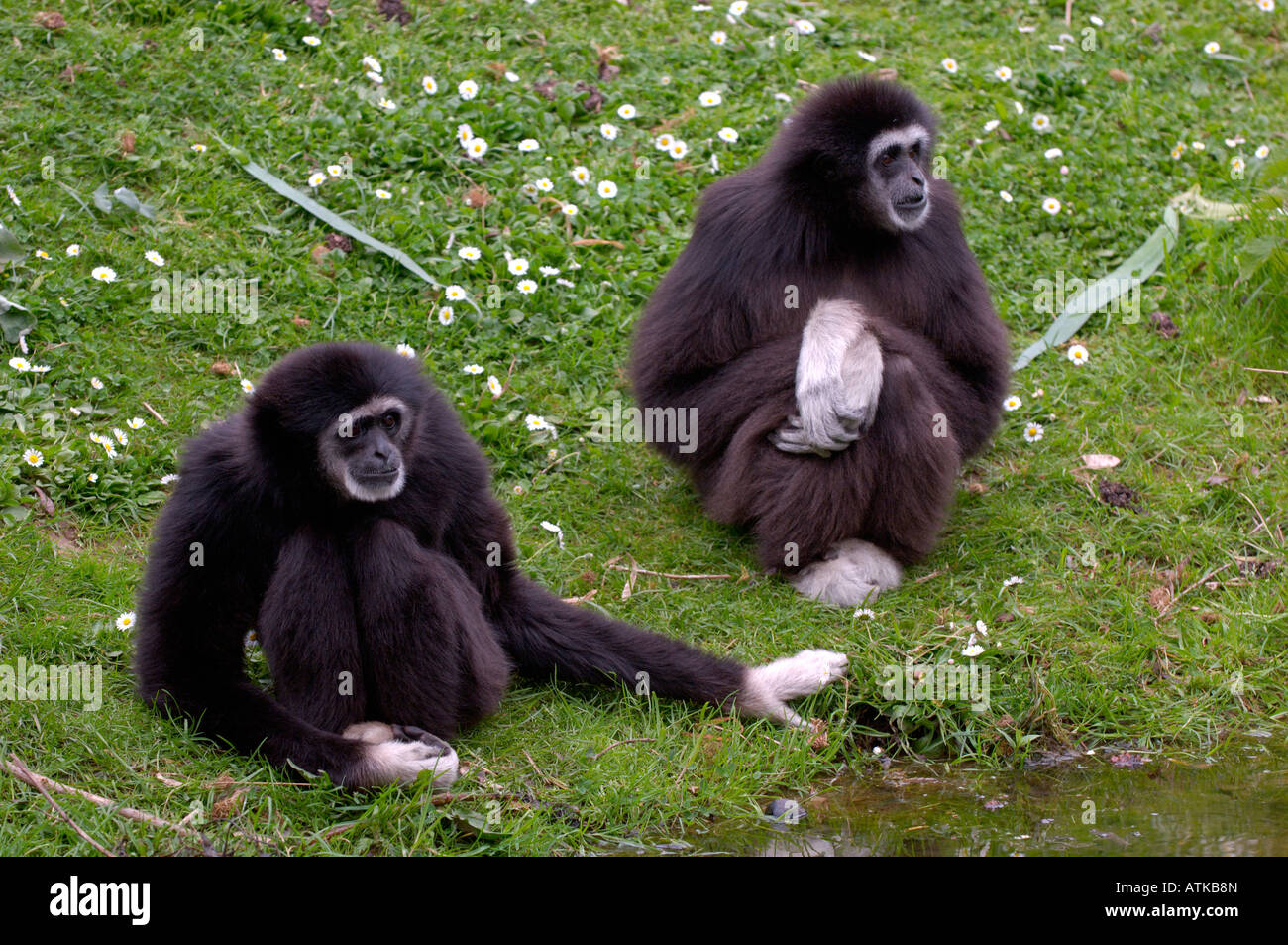 White remis gibbon lar Hylobates lar OU, EN CAPTIVITÉ Banque D'Images