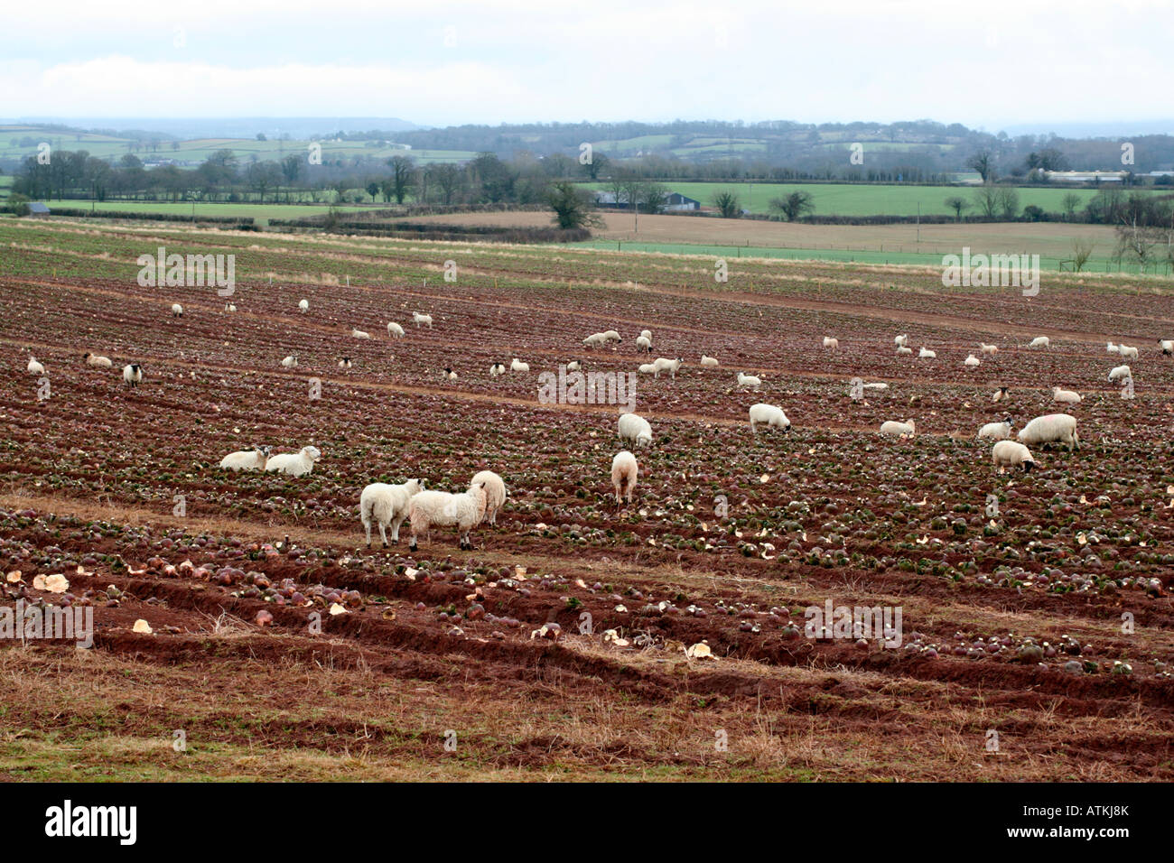 Garder les moutons sur les pâturages d'hiver suédois près de Tiverton Devon UK Banque D'Images