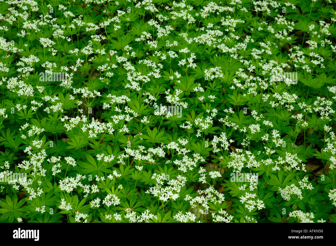Aspérule Banque D'Images