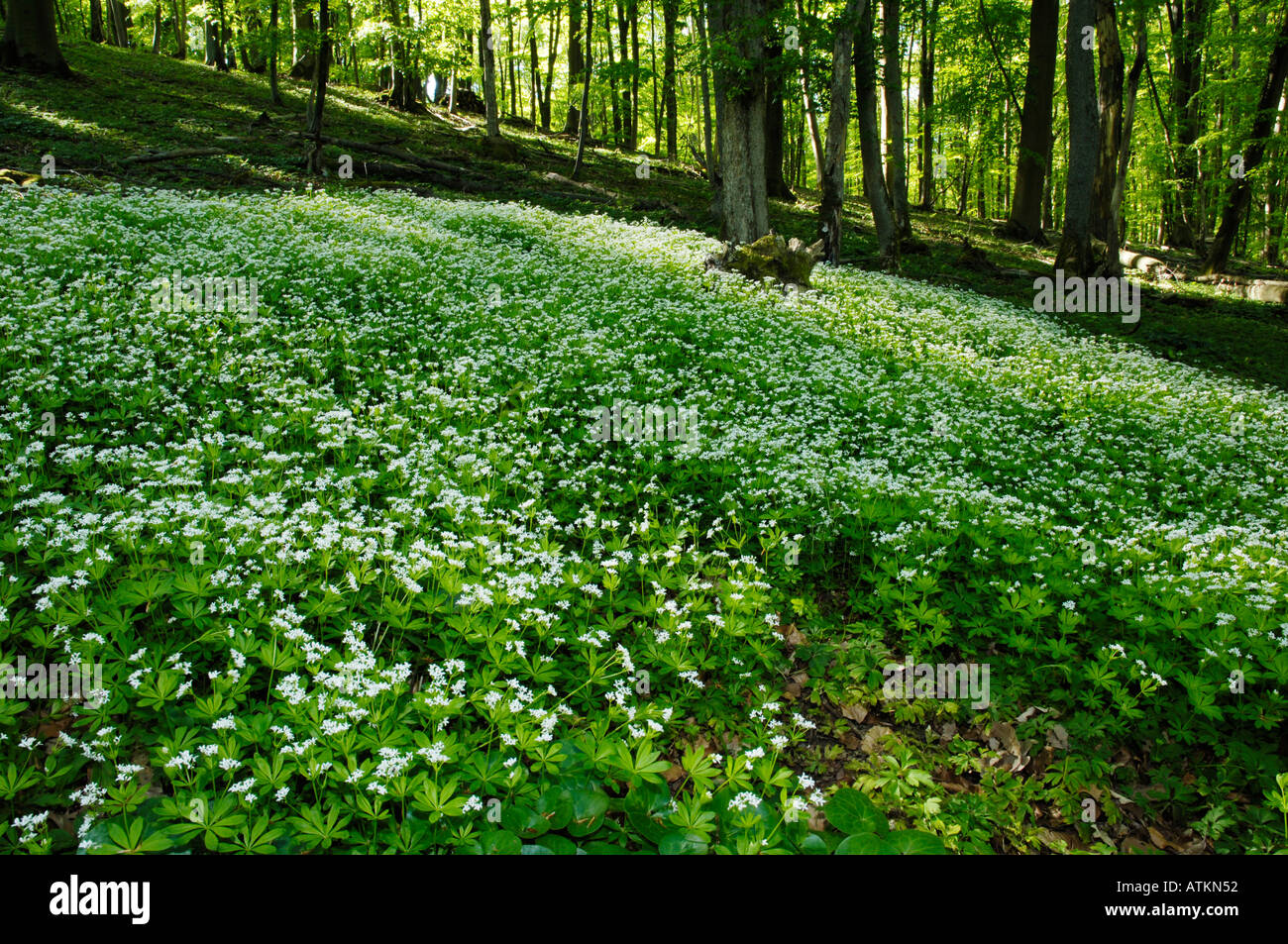 Aspérule Banque D'Images