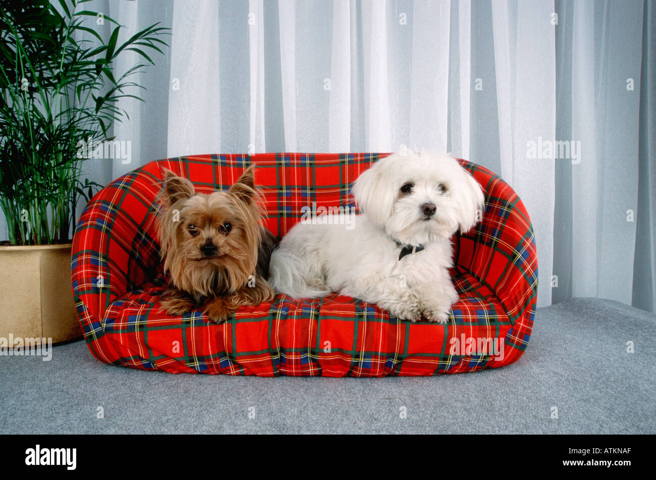 Le maltais et Yorkshire Terrier Banque D'Images