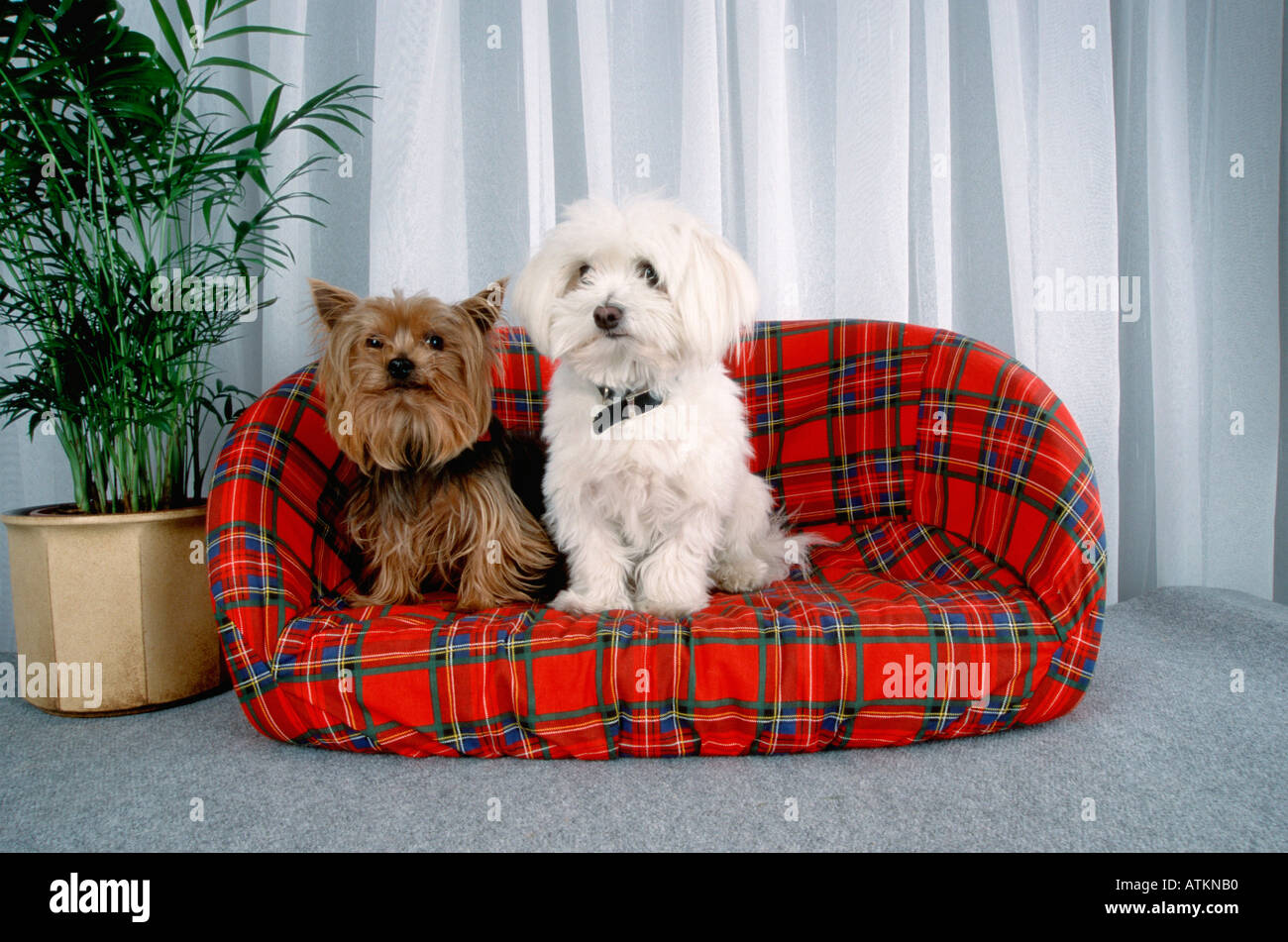 Le maltais et Yorkshire Terrier Banque D'Images