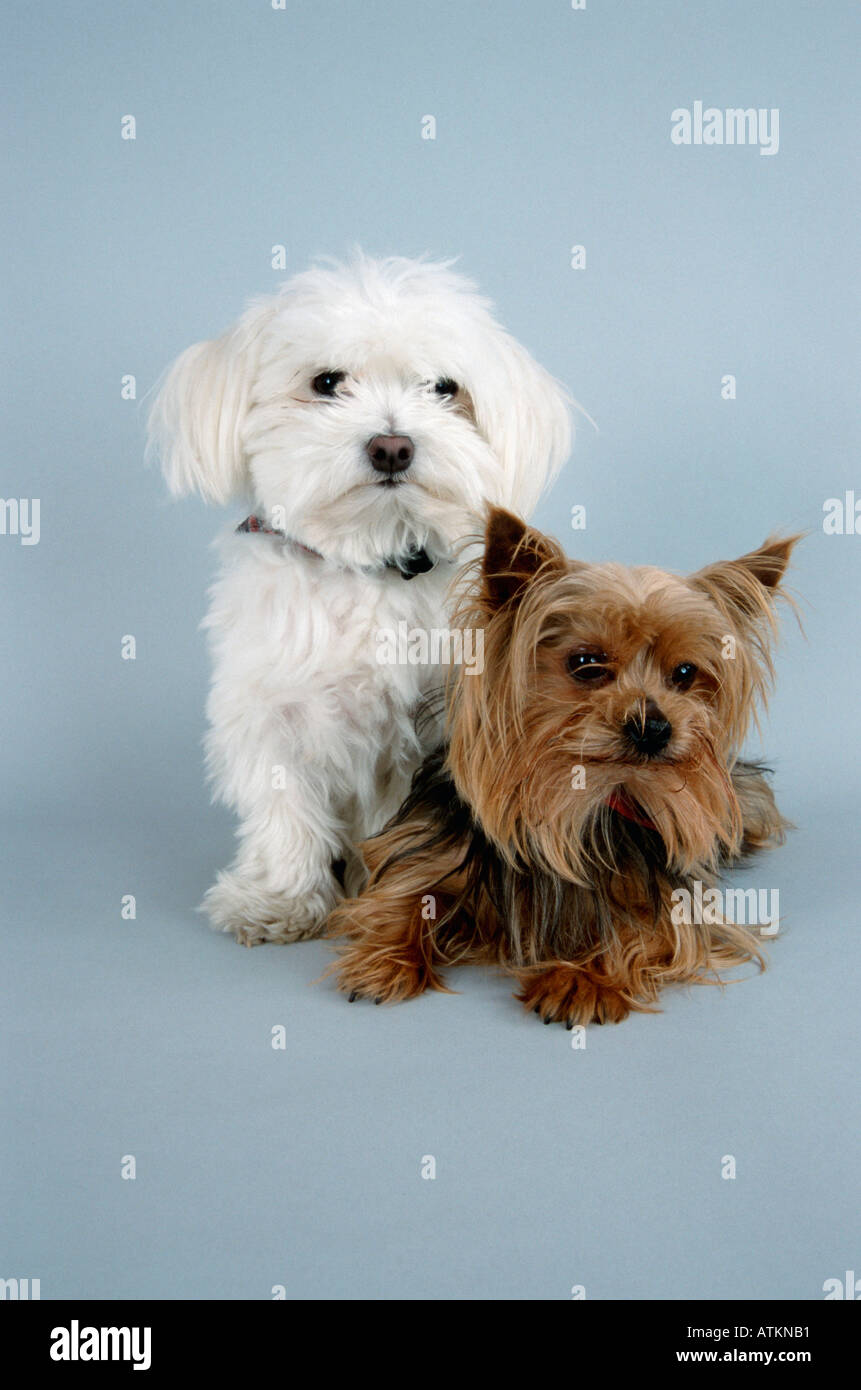 Le maltais et Yorkshire Terrier Banque D'Images