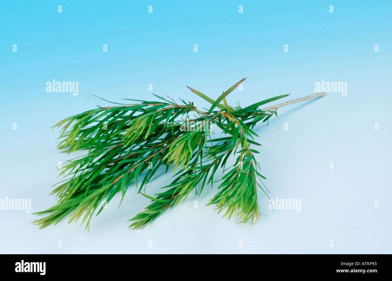 L'arbre à thé australien Banque D'Images