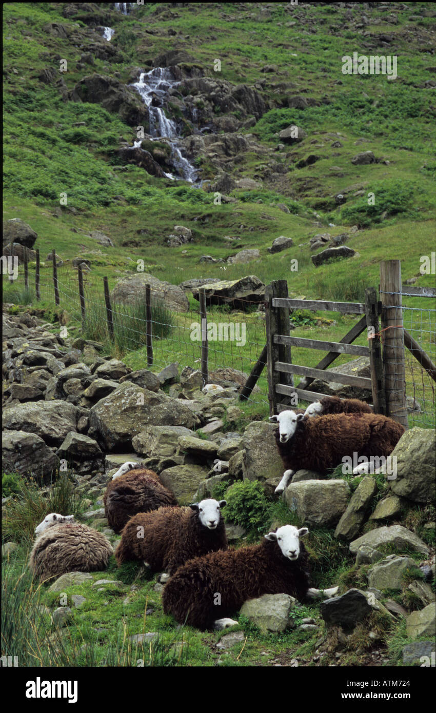 Moutons Herdwick en noir et blanc dans le Lake District en Angleterre Banque D'Images