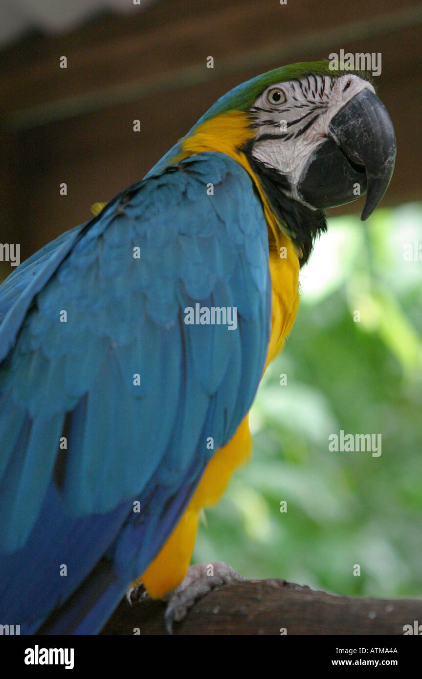 Perroquet Bleu et jaune couleur perruche oiseau australienne indigène au monde des oiseaux de la forêt tropicale de Kuranda, sanctuaire Queensland Banque D'Images