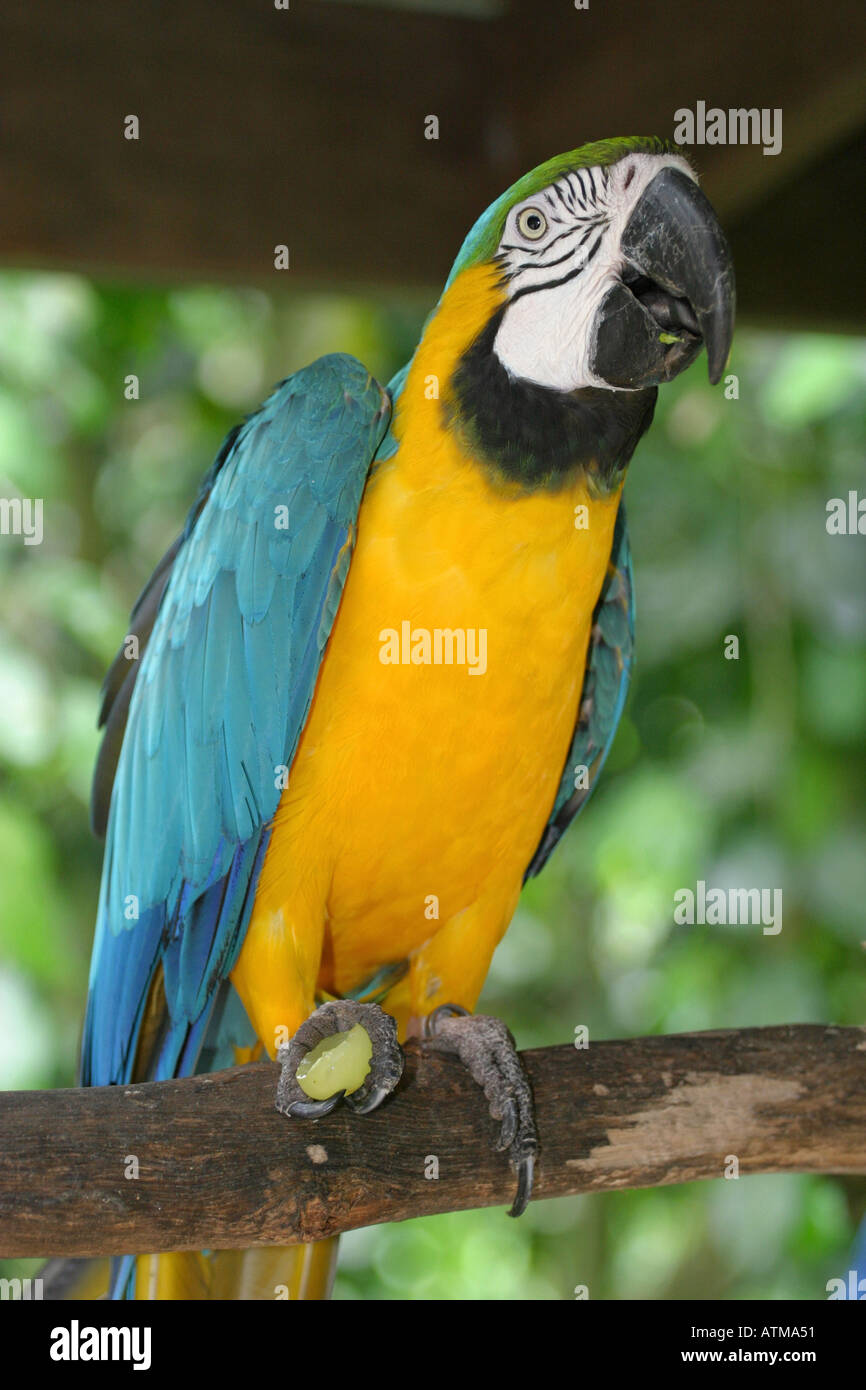 Perruche perroquet aux couleurs vives emblématique avec des plumes bleu et jaune se trouve sur une perche en bois Cairns Kuranda birldworld Banque D'Images