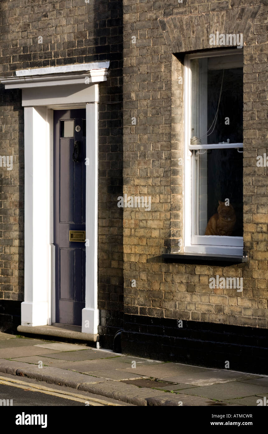 Un chat regarde par une fenêtre à côté d'une porte bleue à Nelson Street dans le vieux Lynn, le quartier historique de Kings Lynn, Angleterre Banque D'Images