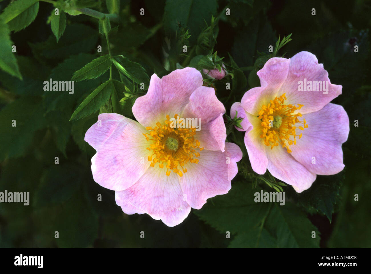 Rosa Canina - Wild rose rose Banque D'Images