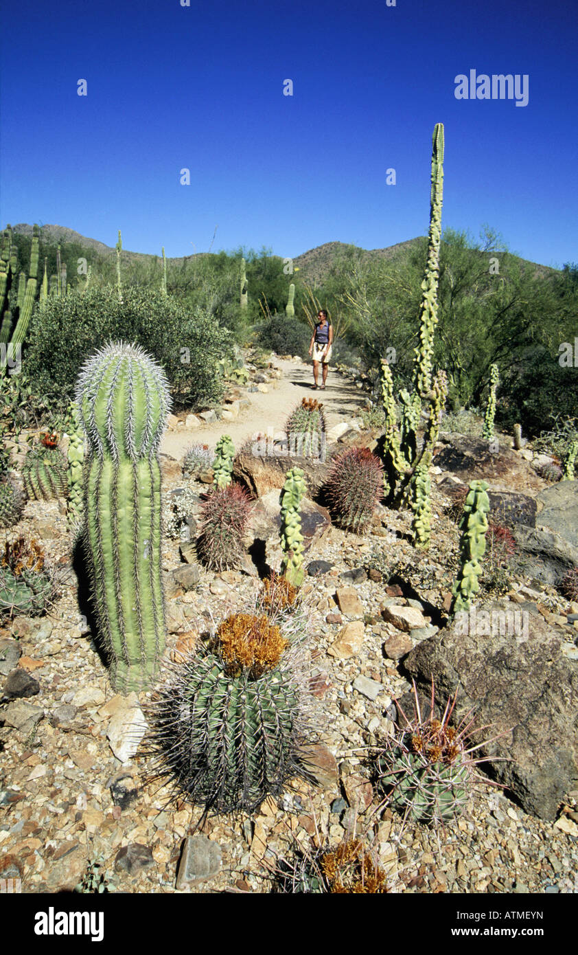 Cactii, Musée du désert Arizona-SONARA, banlieue de Tucson, Arizona, États-Unis Banque D'Images
