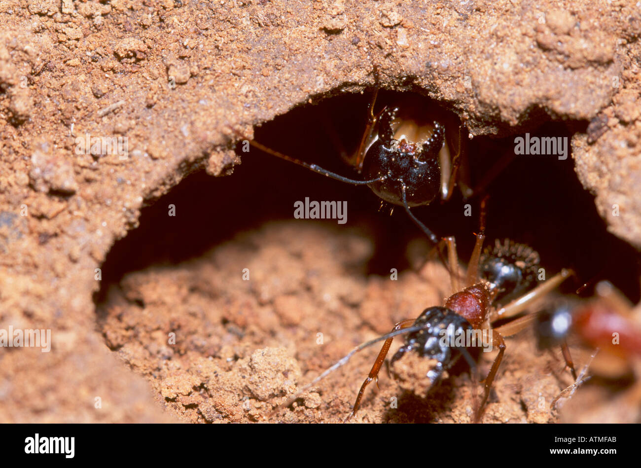 Sucre travailleur laissant Ant nest avec ant soldat qui monte la garde Banque D'Images