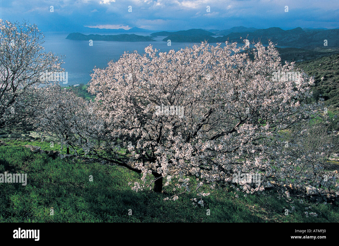 Les amandiers fleurissent la péninsule de Datça Turquie Banque D'Images