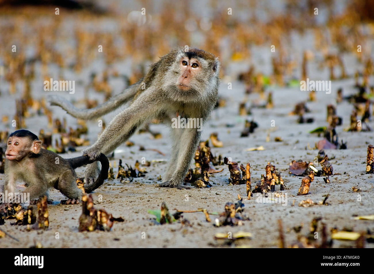 Singe macaque femelle avec son ressort hors parc national de Bako Borneo Sarawak, Malaisie Banque D'Images
