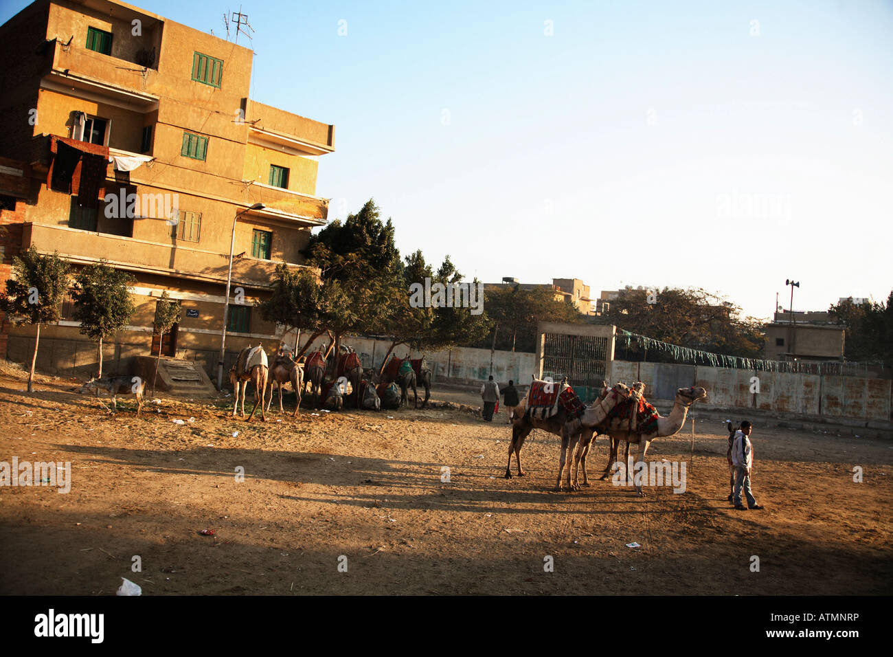 Les chameaux en attente de clients tôt le matin dans la région de Gizeh. Banque D'Images