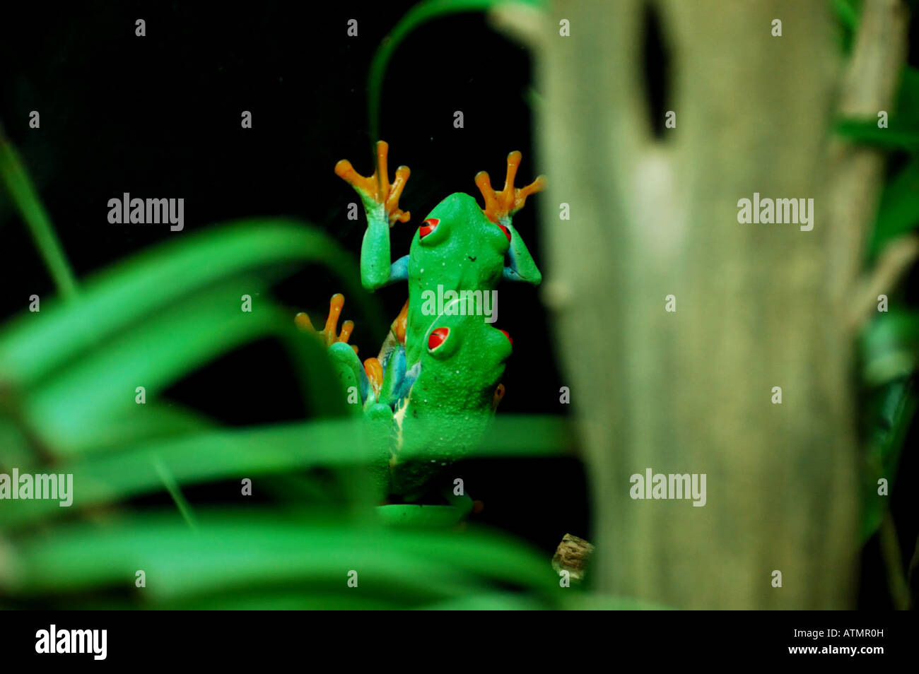 L'accouplement de l'arbre vert aux yeux rouges de grenouilles. Banque D'Images