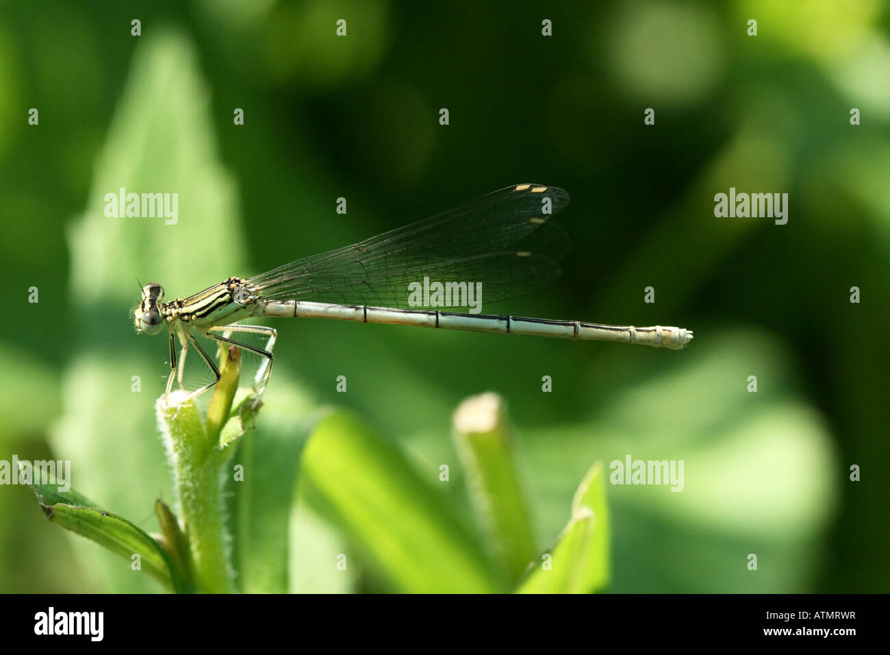 Une femme en tailleur blanc ou Platycnemis pennipes demoiselle repose sur un brin d'herbe près de la rivière Berounka Banque D'Images