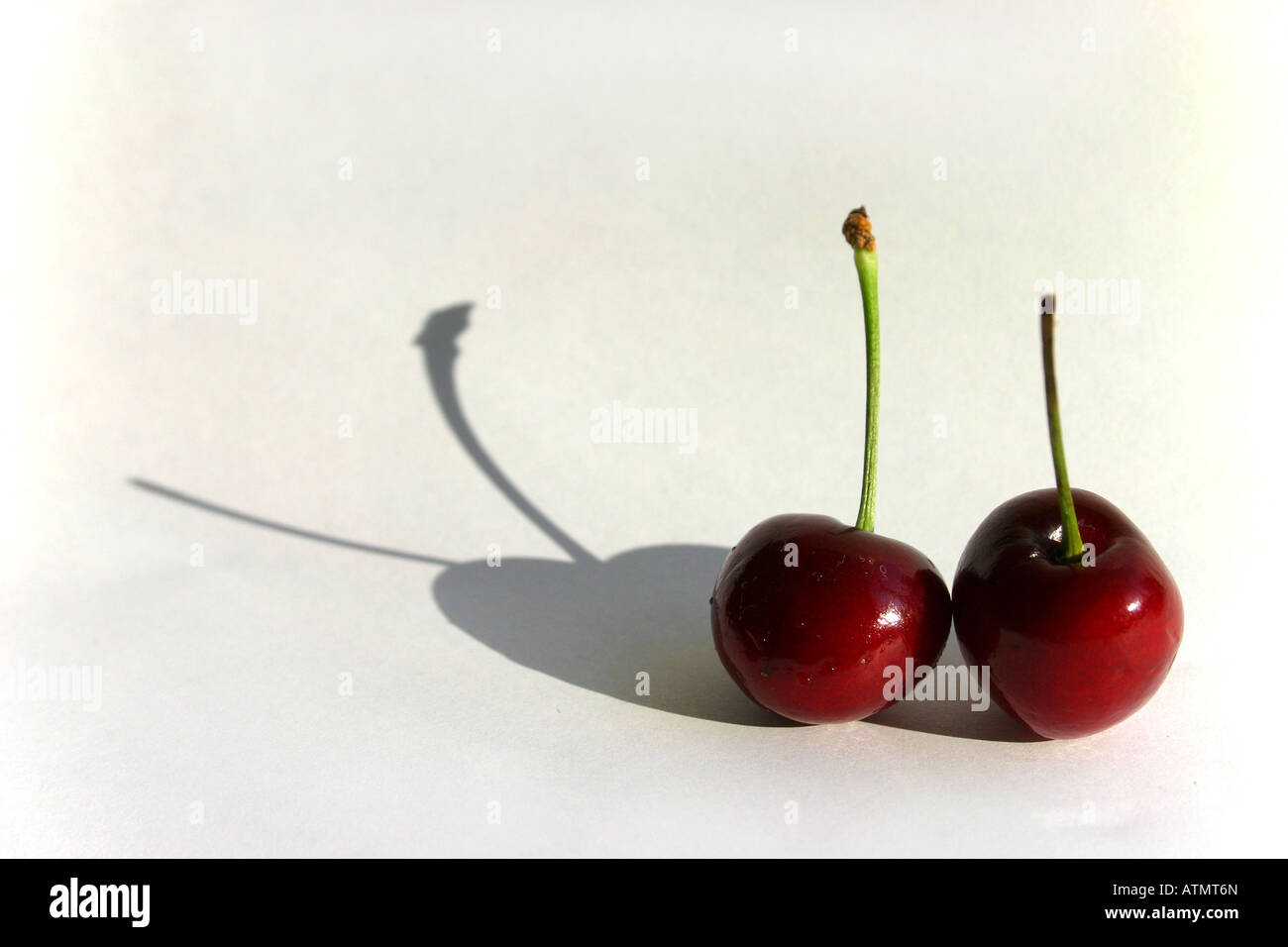 Cerises rouge vif avec un fond blanc prises avec fenêtre naturelle de la lumière. Les cerises ont jeté une ombre sur le fond blanc Banque D'Images