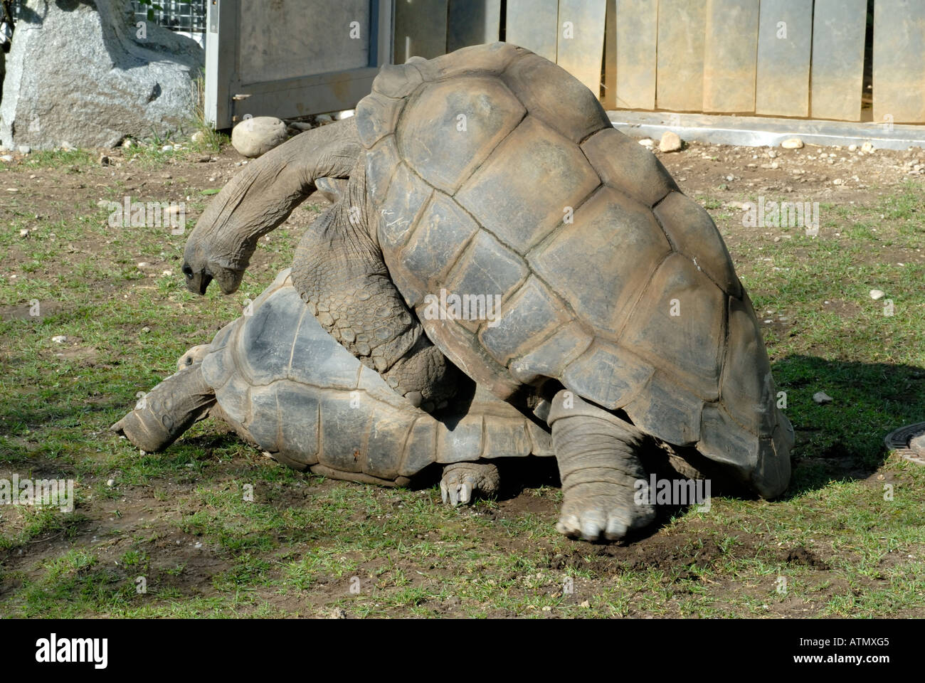 L'accouplement des tortues géantes des Seychelles dans un zoo Banque D'Images