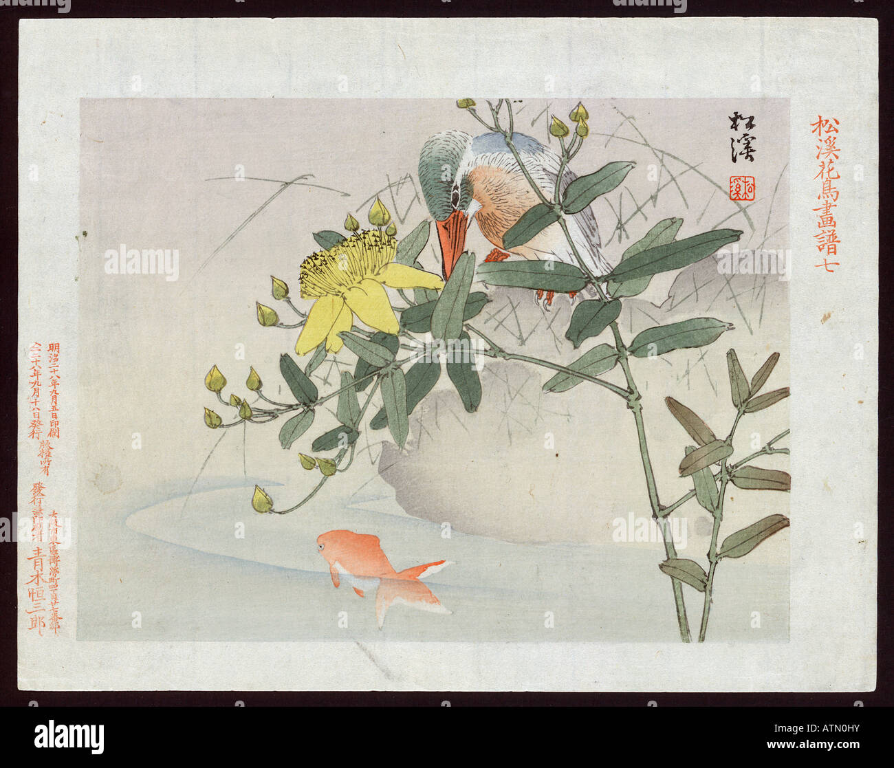 Japanese Ukiyo e imprimer poisson d'or dans le lac avec des fleurs jaunes et des oiseaux à l'avant scène de la nature Banque D'Images