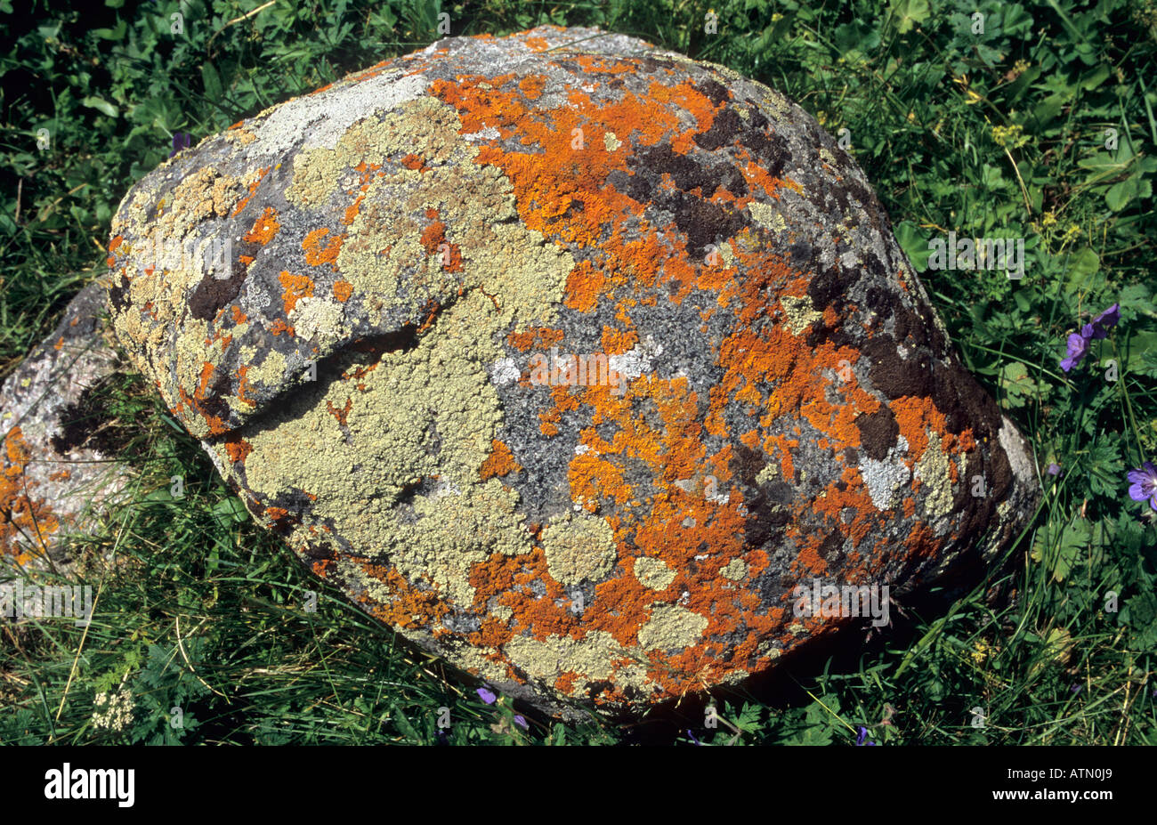 Rocher recouvert de lichen Altyn Arashan valley Terskey Alatau montagnes Tian Shan au Kirghizistan Banque D'Images