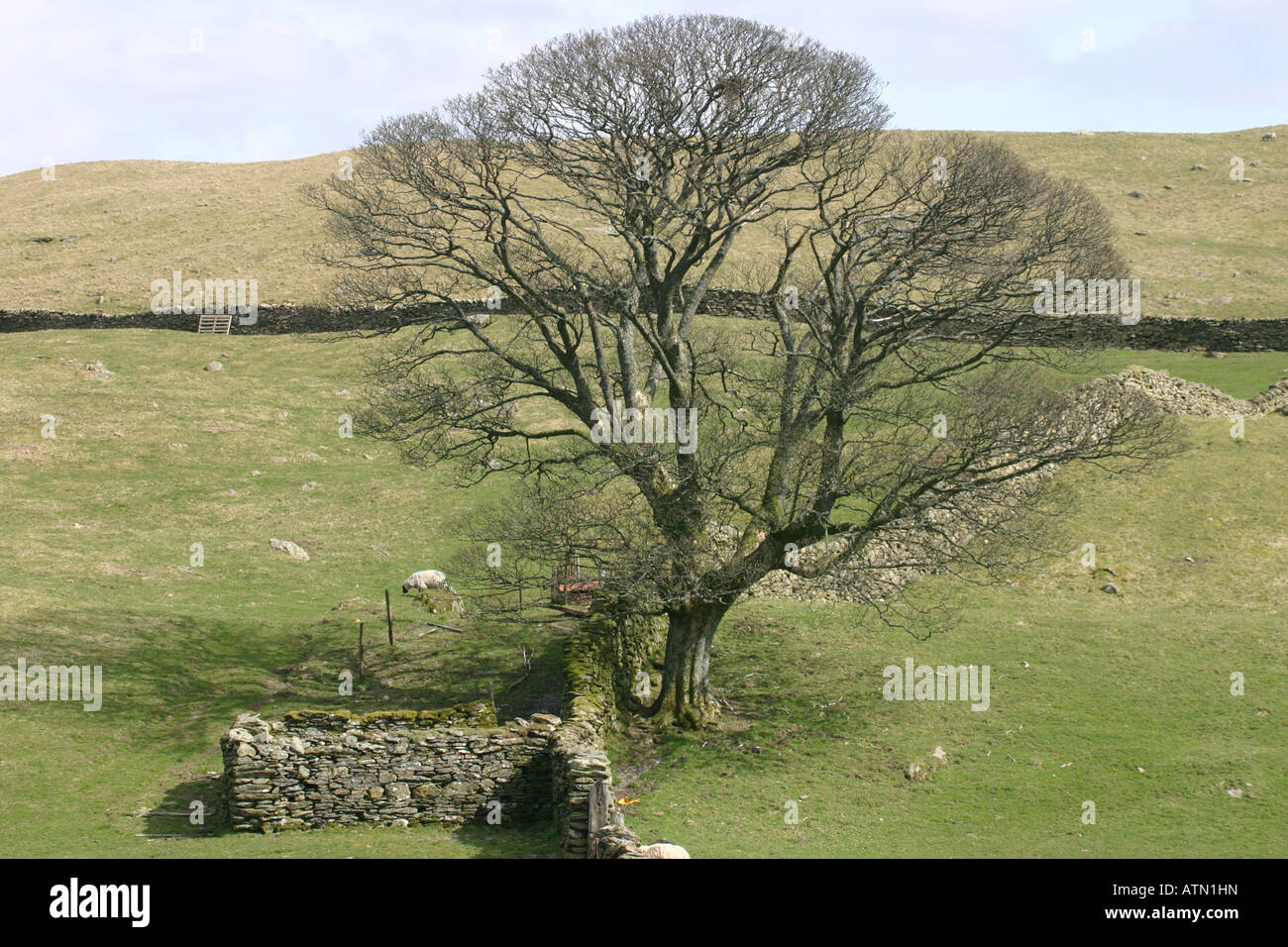 Tree Hill kendal fells moorland sheep farm Banque D'Images