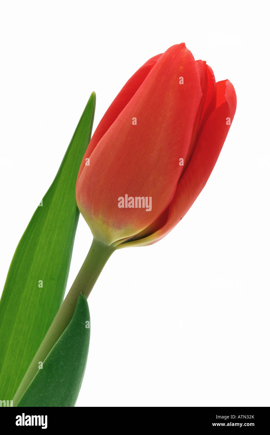 Belle tulipe rouge avec feuille verte illustration blanc isolé Banque D'Images