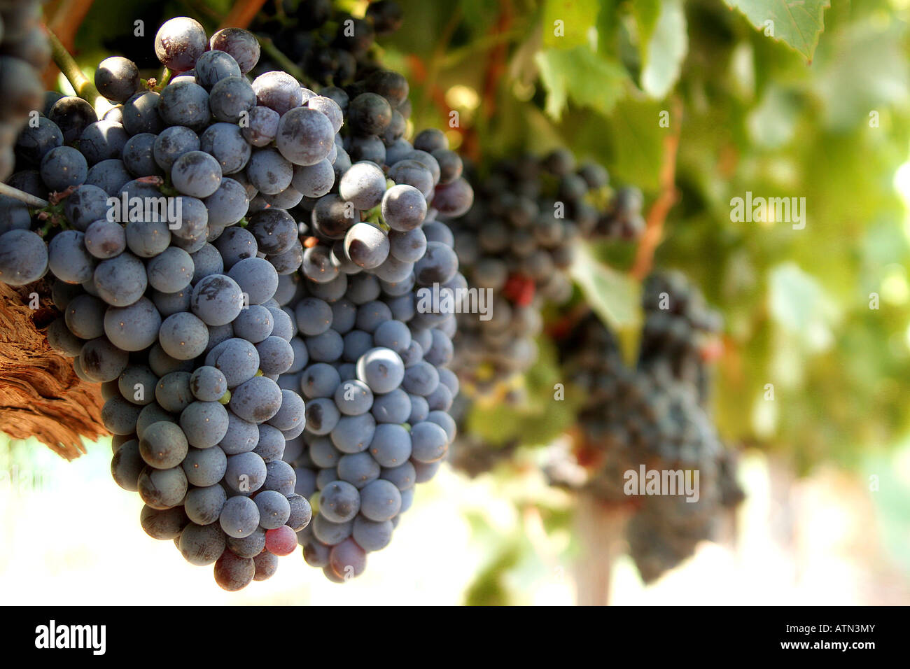 Grappes de raisin prêt à être récolté à Santa Barbara Wine Country Banque D'Images