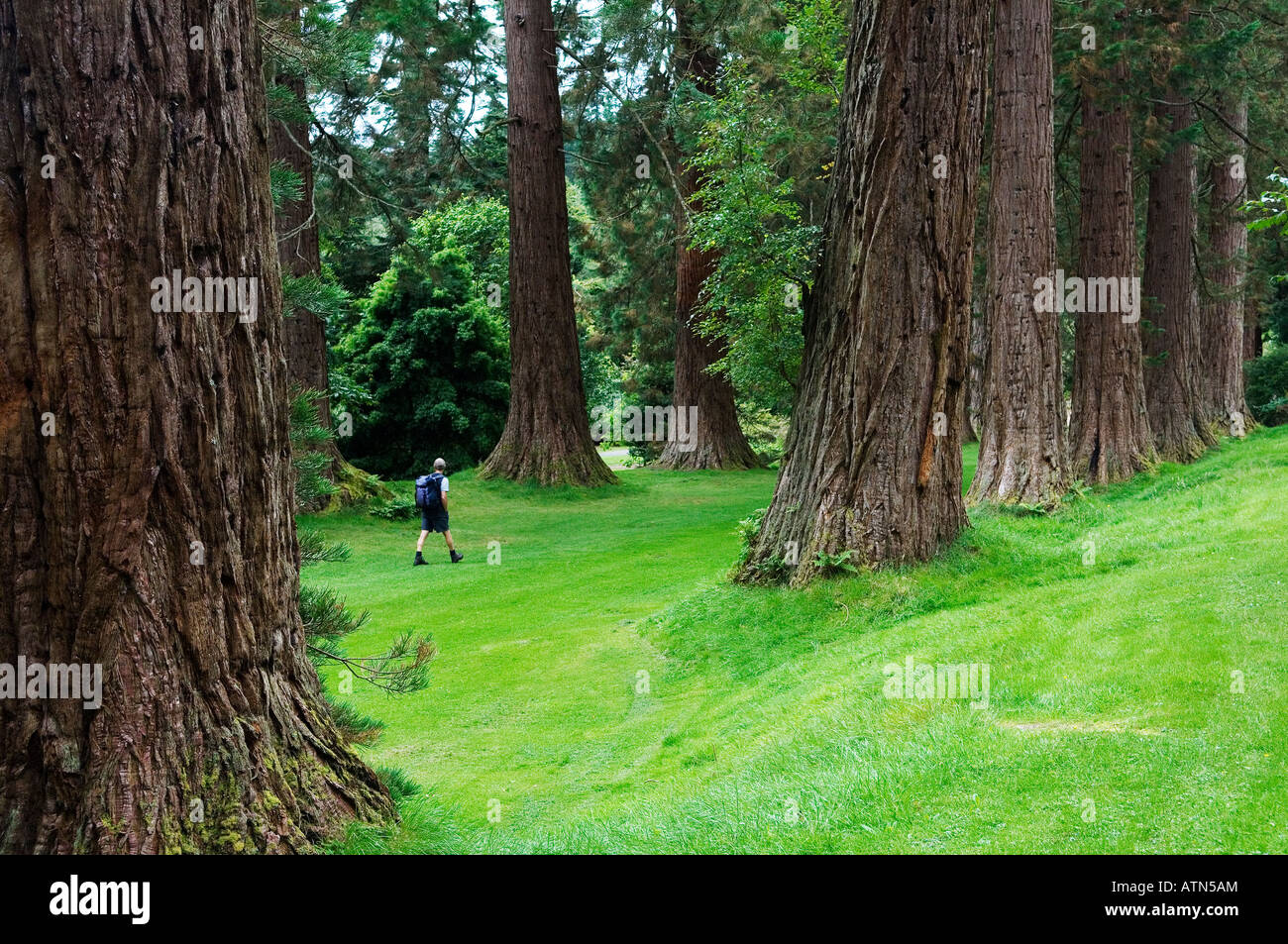 Benmore Botanic Garden, Dunoon, en Écosse. L'Amérique du Nord de l'Asie et du Pacifique La collecte des plantes. Sierra Redwood Avenue. Séquoias géants Banque D'Images