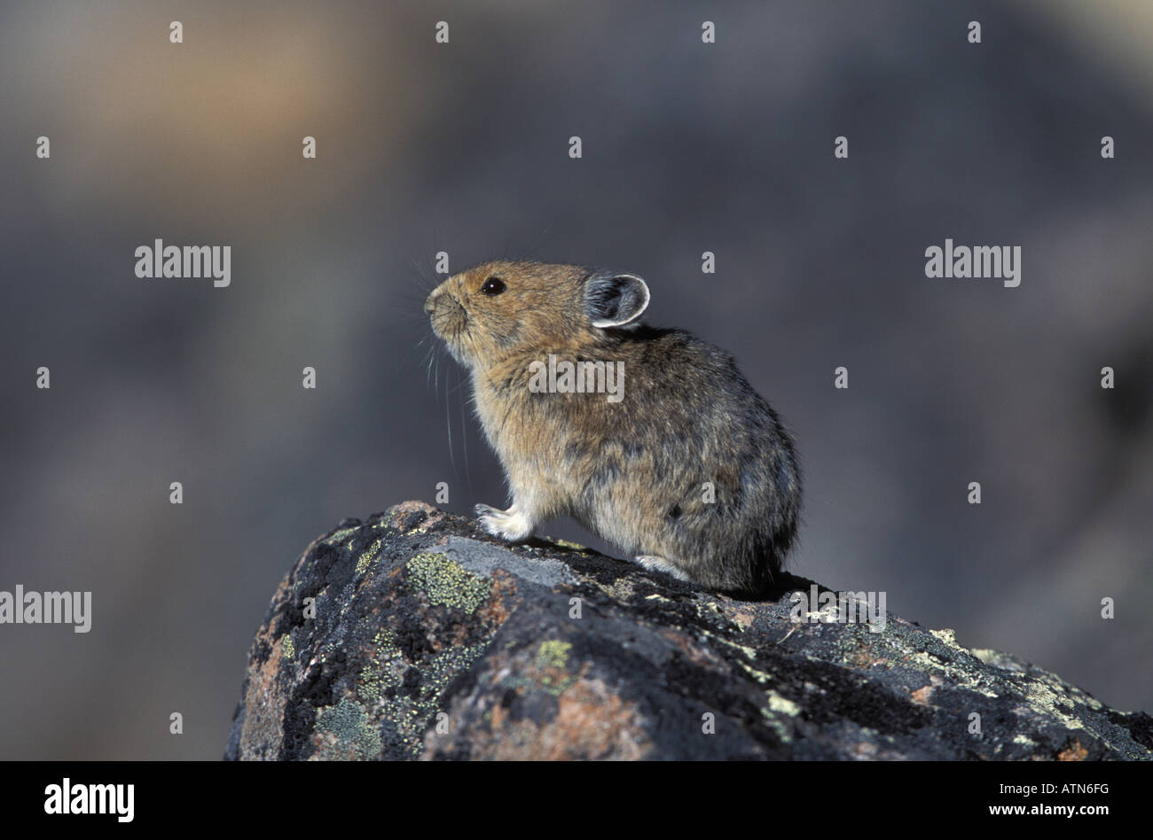 Pika, munis d'Ochotona collaris, couverts de lichens sur rock. Banque D'Images