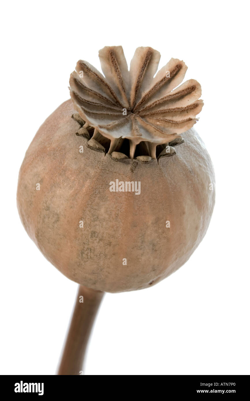 Poppy Seed Pod sur un fond blanc. Banque D'Images
