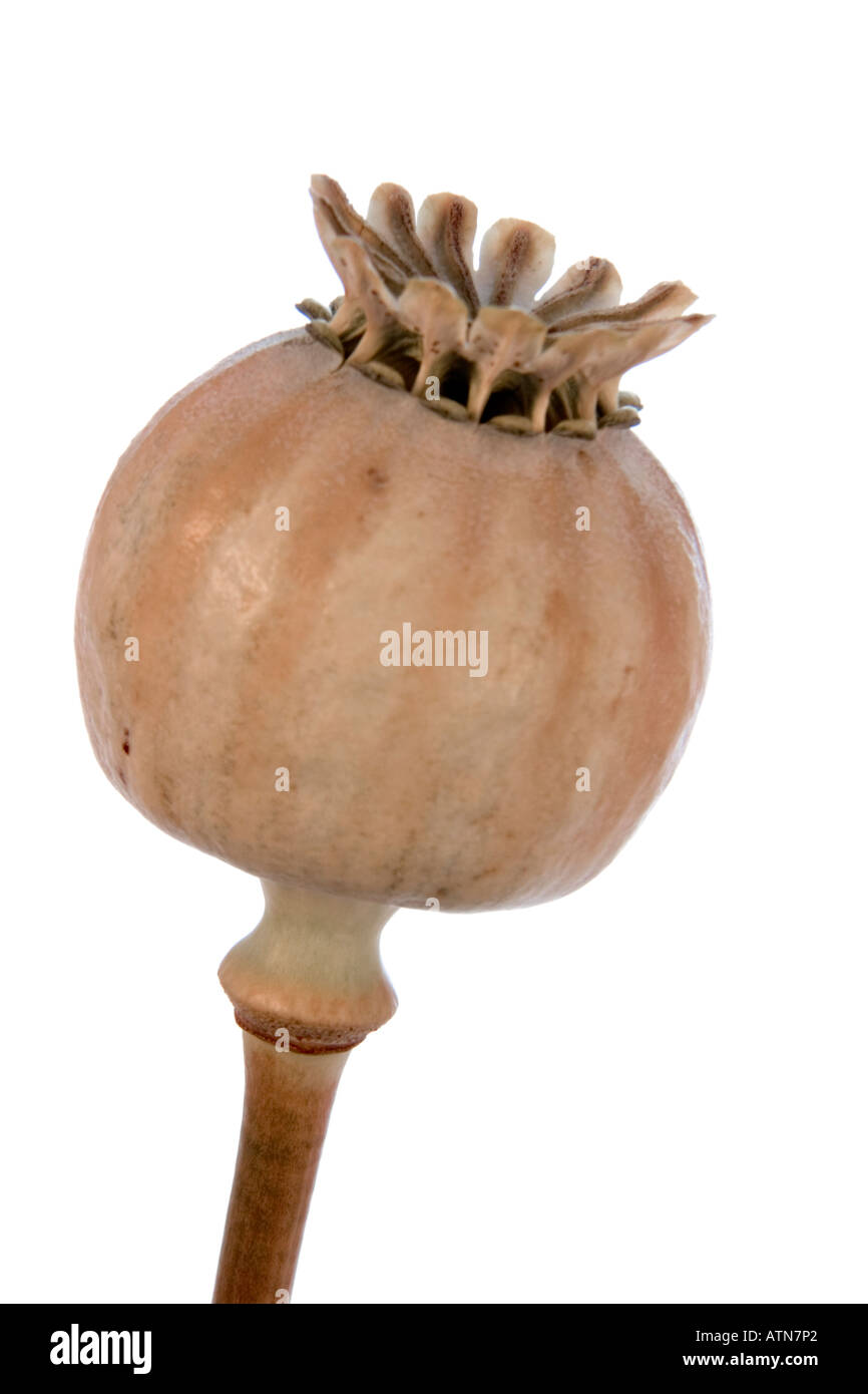Poppy Seed Pod sur un fond blanc. Banque D'Images