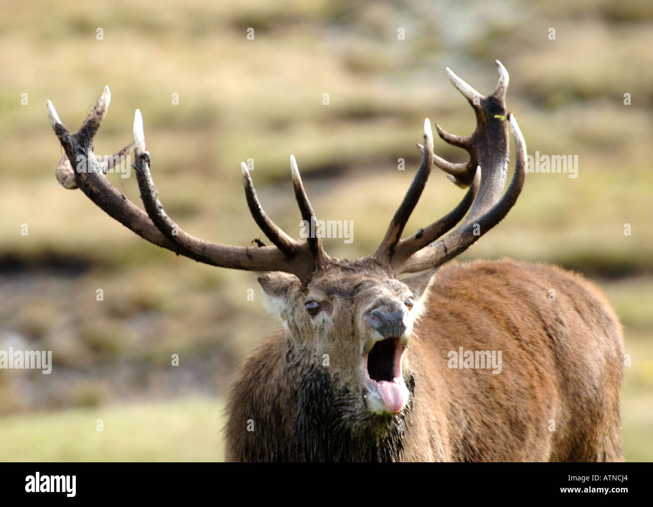 Red Deer Stag Roaring au cours de l'automne rut. XMM 3755-360 Banque D'Images