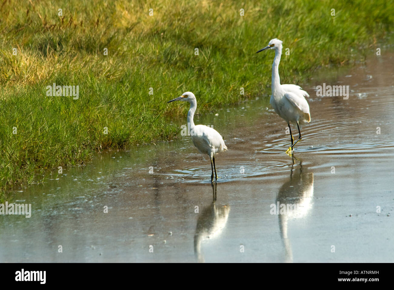 Two Snowy Egrets, Egretta thula, passage à gué dans la réserve naturelle de Palo Alto Baylands en Californie, États-Unis. Banque D'Images