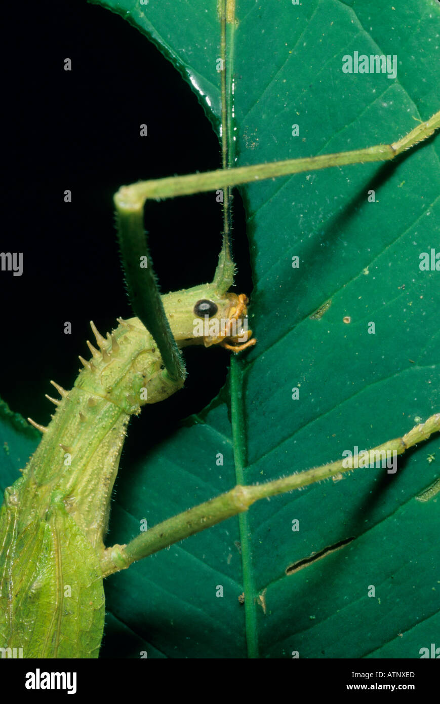 Insecte, bâton de marche (commande) sauterelle de cricket l'alimentation, la Planada réserve naturelle, la Colombie. Banque D'Images