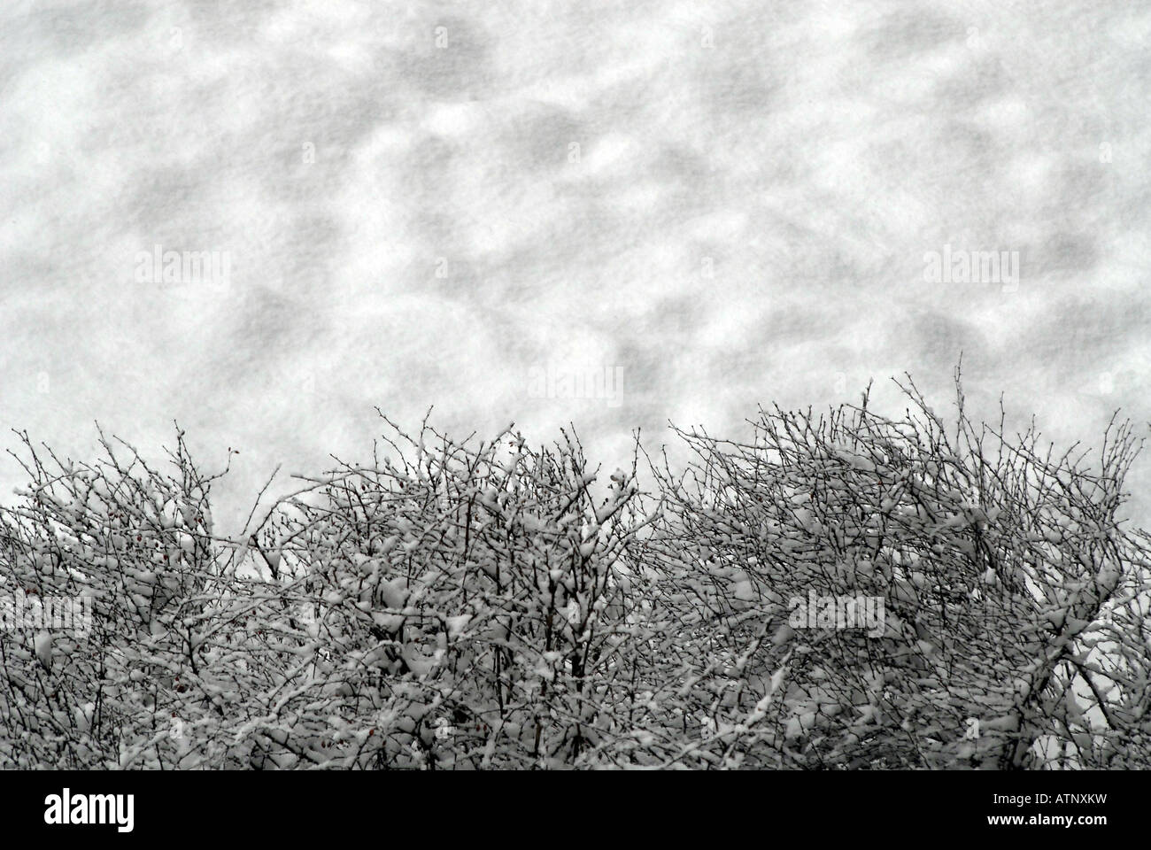 Une neige hiver couvertures doucement les pelouses et arbres dans NYC Banque D'Images